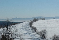Zieleniec 2003